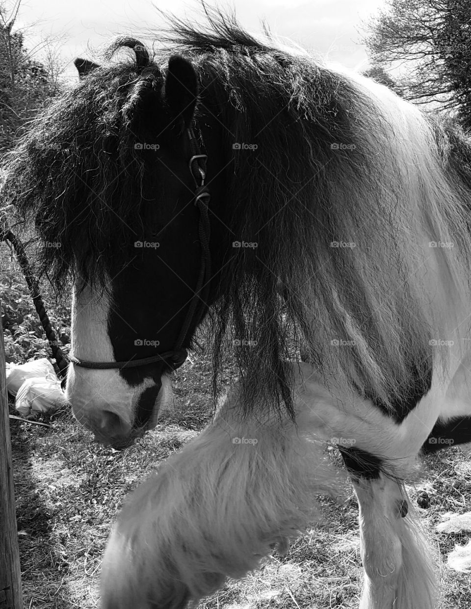 Black and white Pony