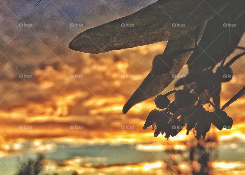 Silhouette at Sunset