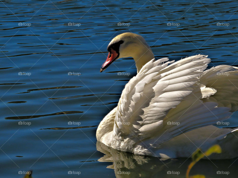 handsome swan