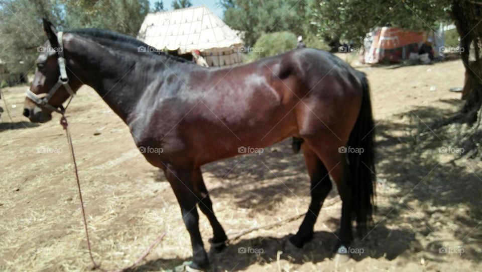 Beautiful brown horse