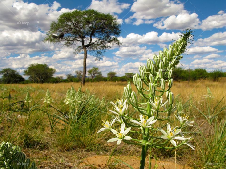 Big white flower with a savannah landscape with camel thorn acacia
tree (Vachellia erioloba) on a background in central Namibia, South Africa