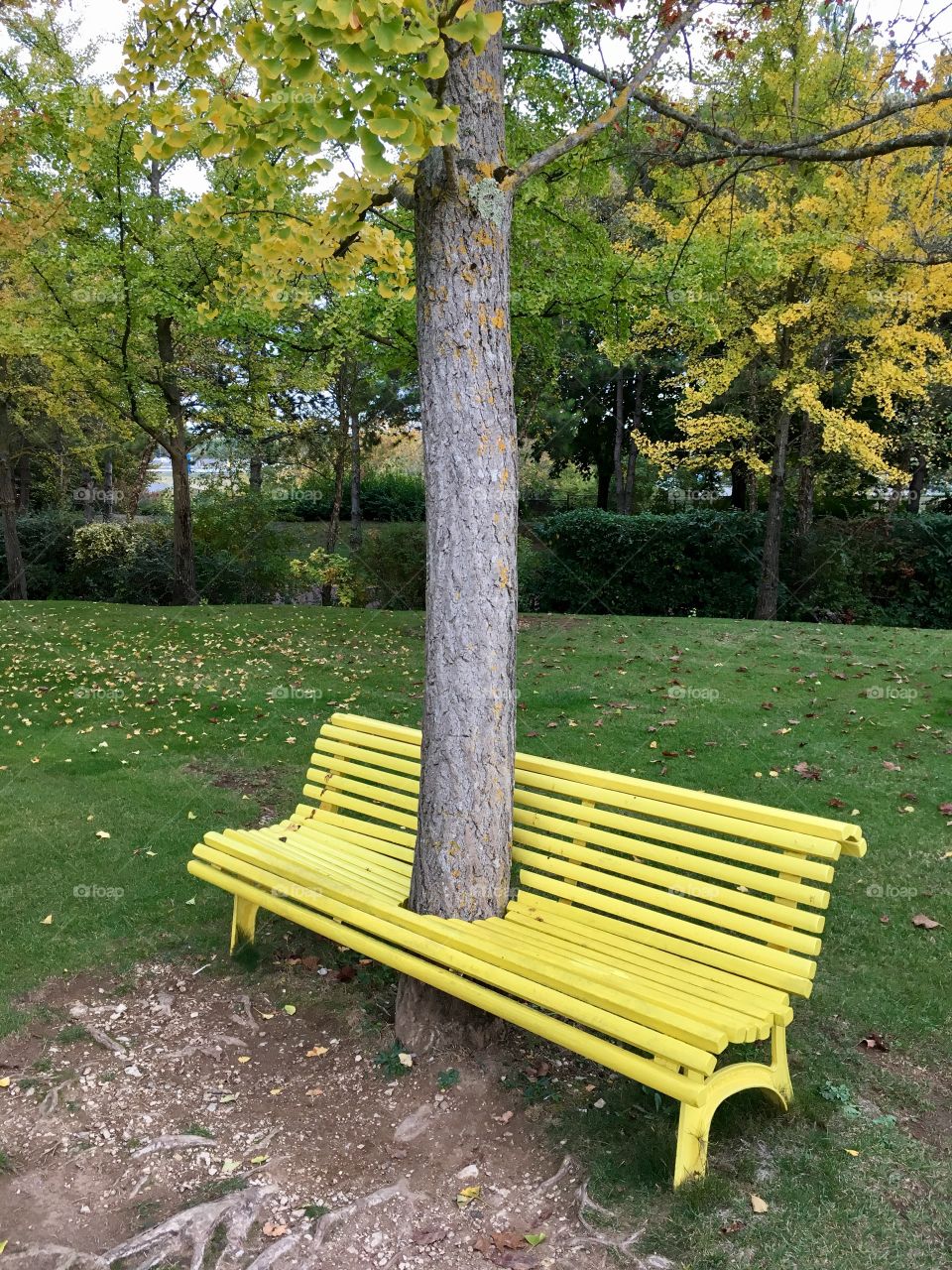 Tree and bench / Poitiers / 🇫🇷