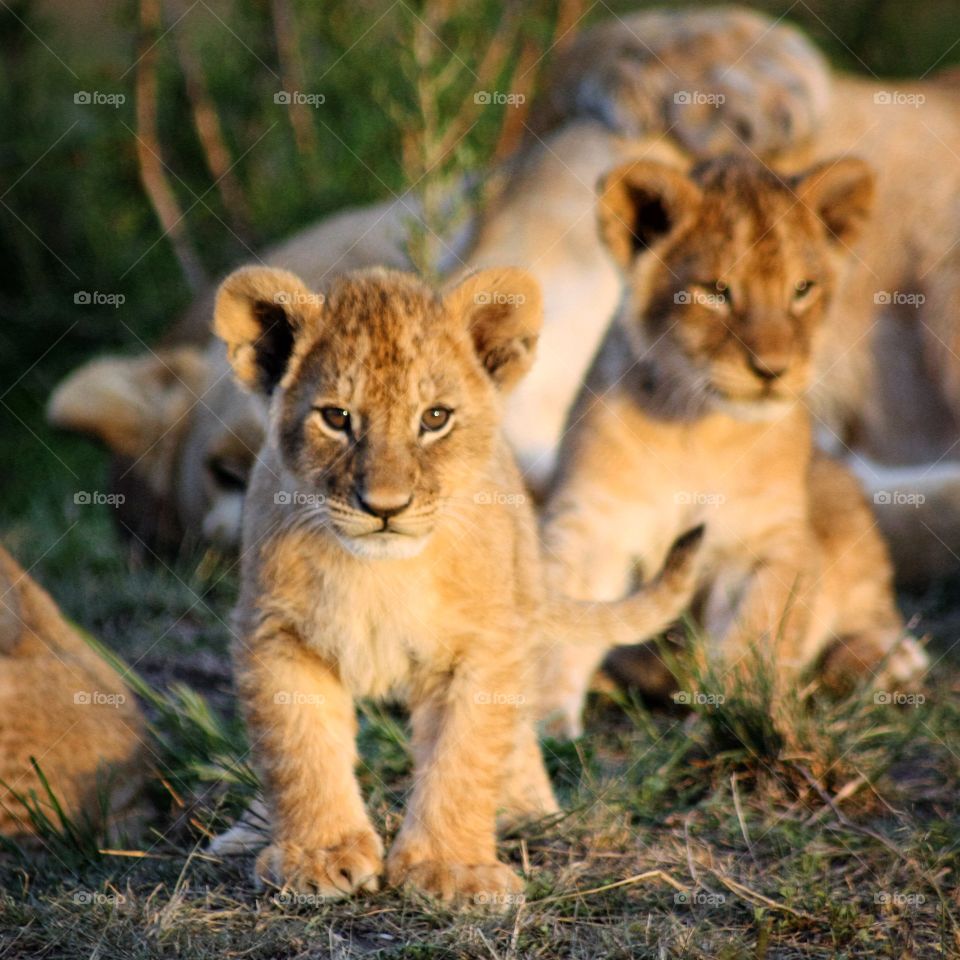 We spent a few hours with a small lion pride with six adorable cubs while on safari in Kenya.