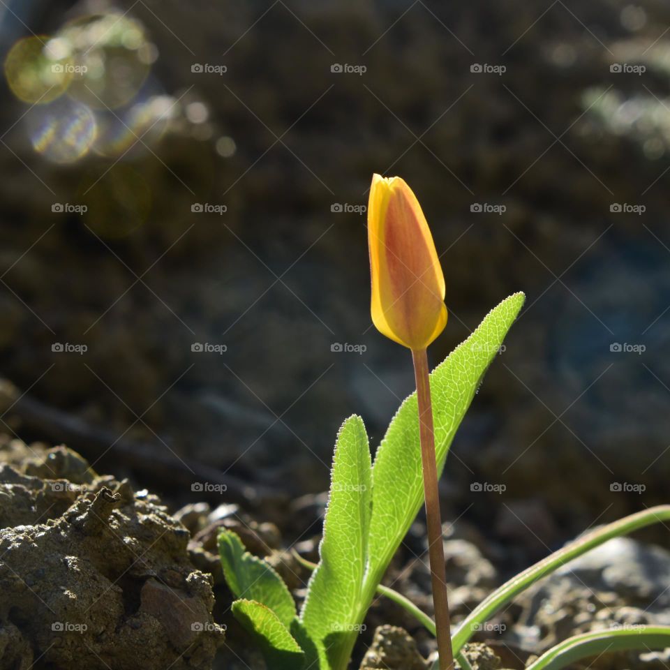 yellowish tulip flower