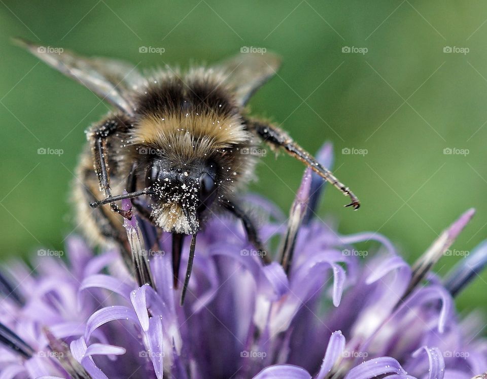 My favourite bee photo … love the pollen all over his face 🐝