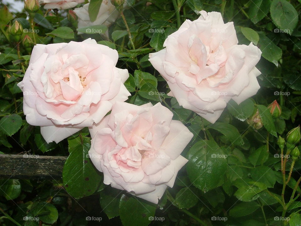 Three roses. Three pink roses in Dutch garden