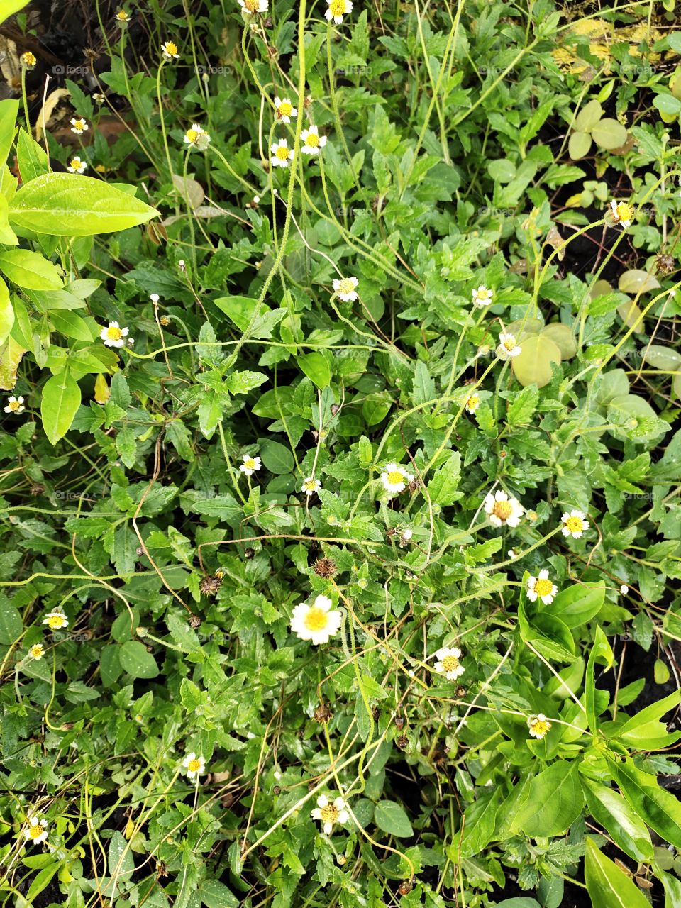 It's Procumben.....

Grooming Flowers
with Green Beauty
Amazing Flora