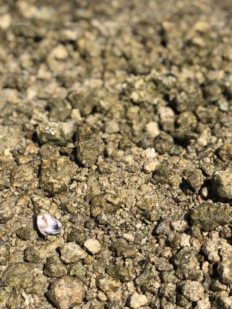 Oyster Shell on a Rocky Shore