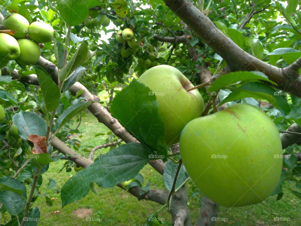 Manzanas verdes madurando  en  el arbol
