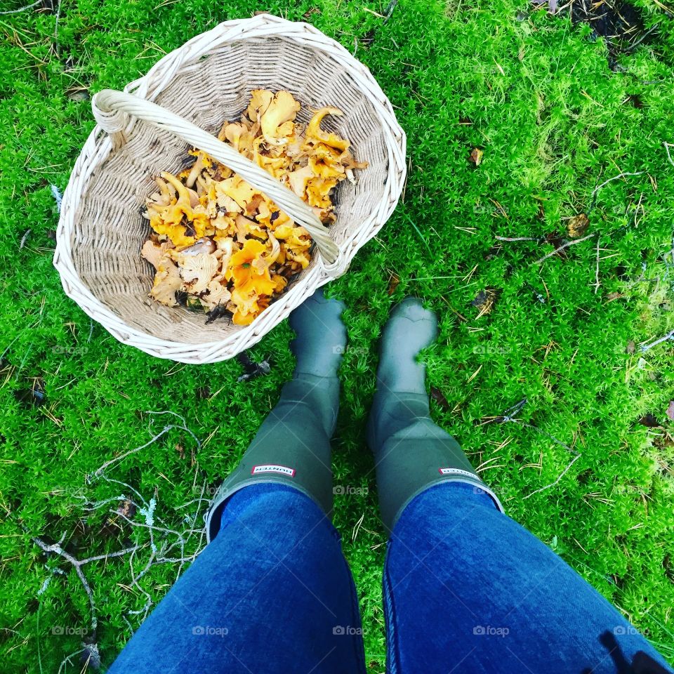 mushroom picking in Sweden