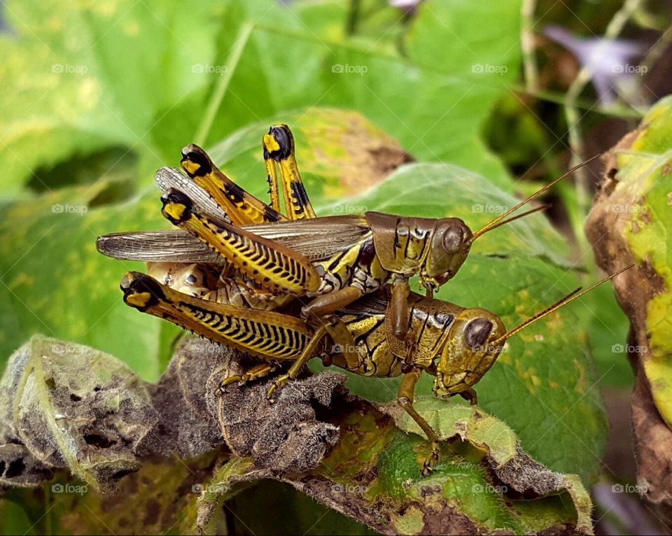 grasshopper love