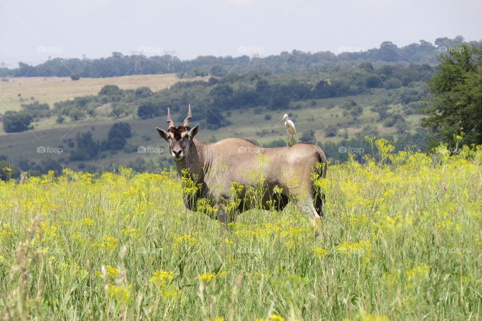 Eland with a friend