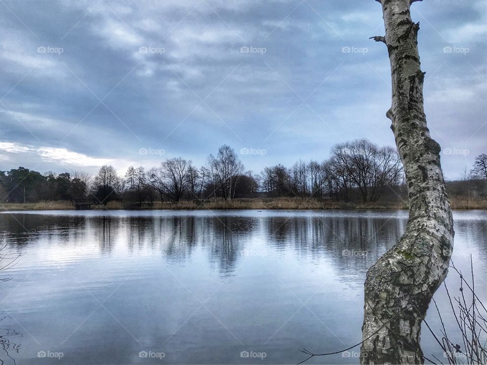  View with a birch tree 