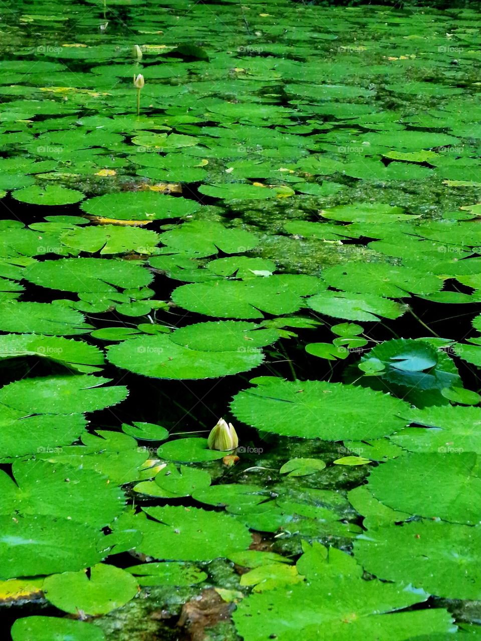 waterlilies, Moneasa, Romania