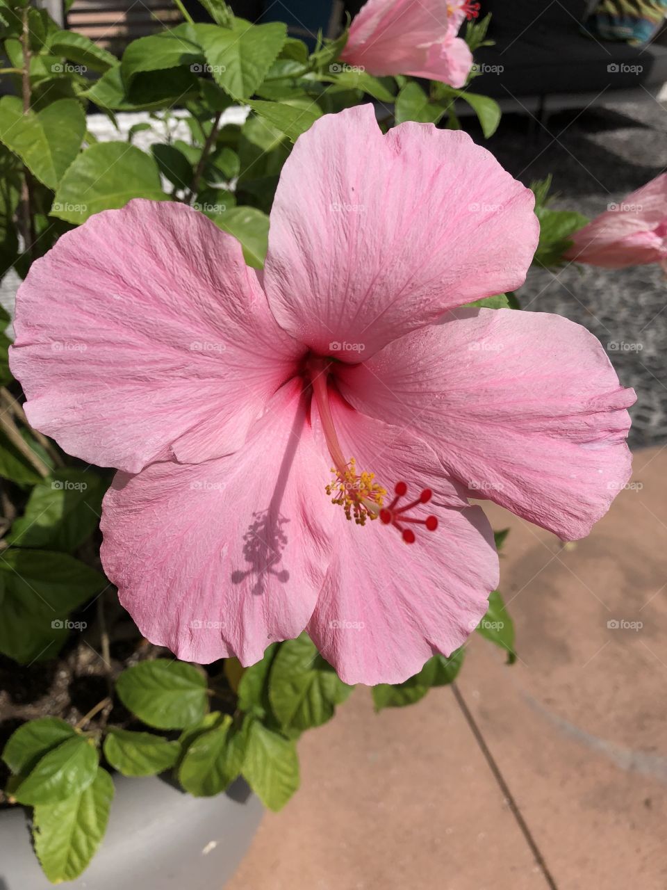 Pink Hibiscus 