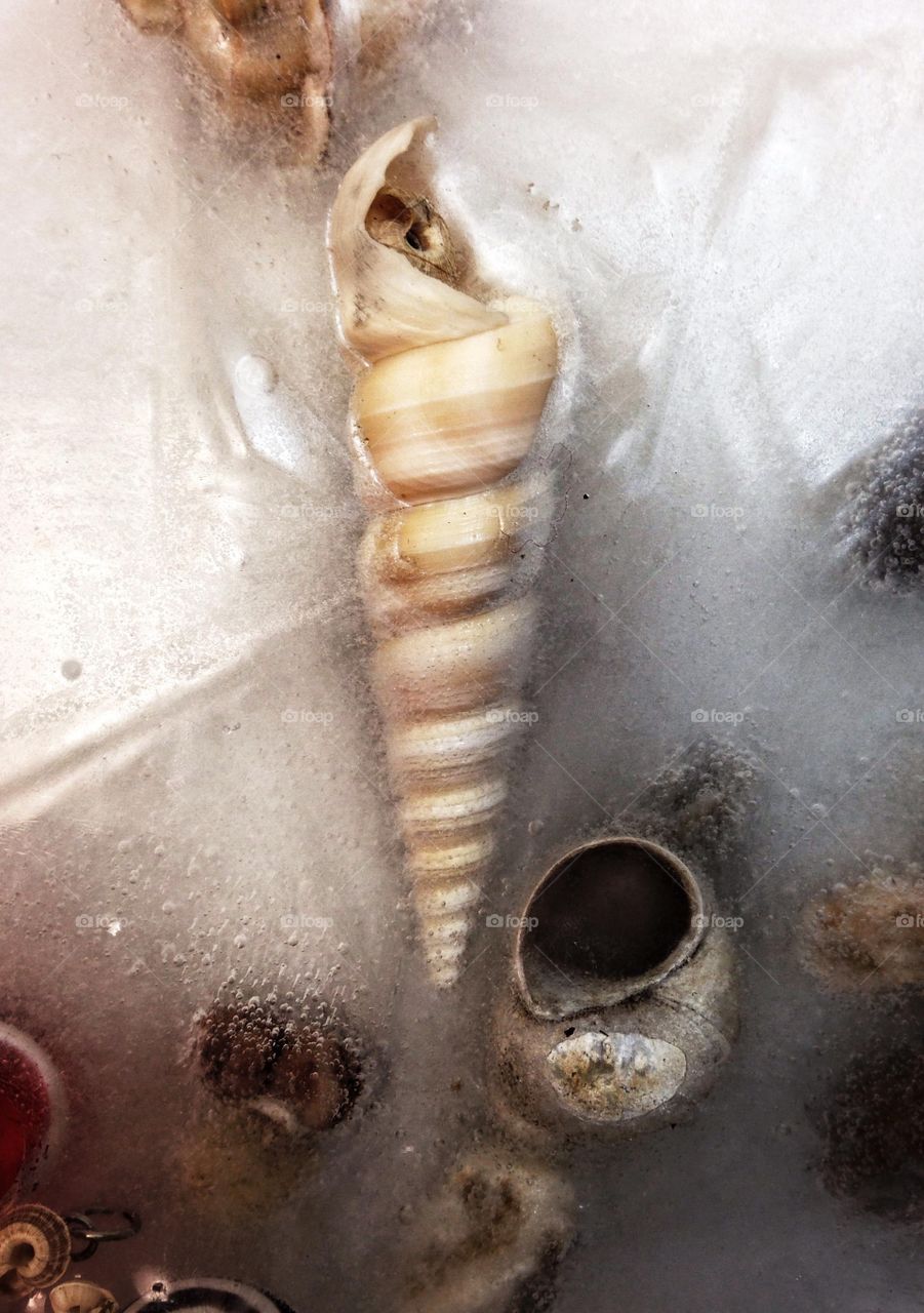 Shell in ice 