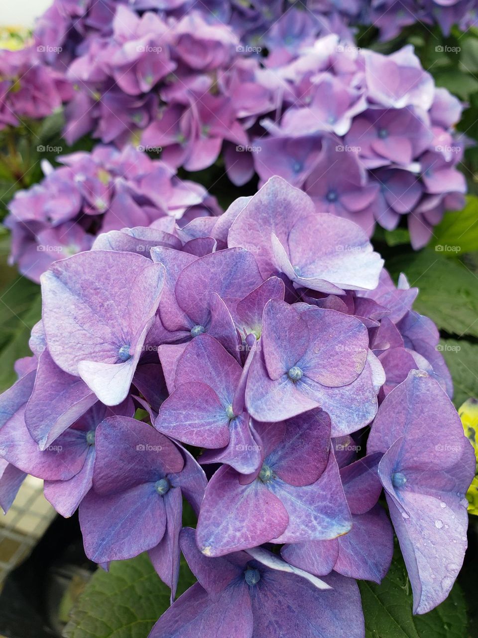 purple hydrangeas