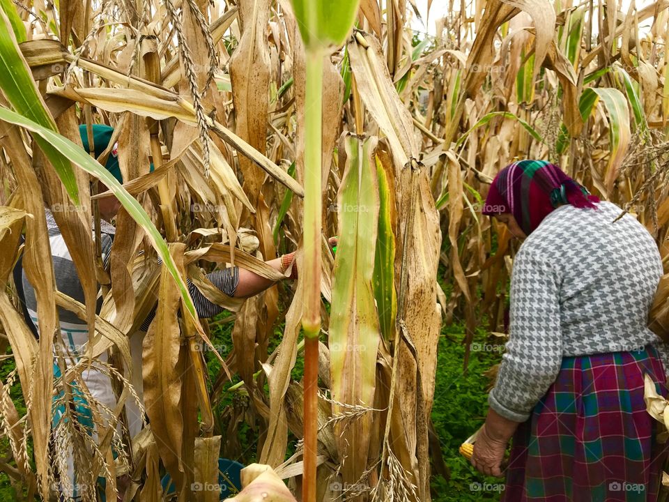 Women pick up the corn 