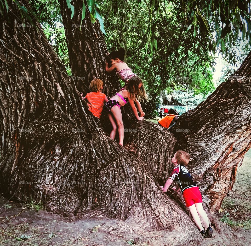 All kids love a perfect tree to play in!