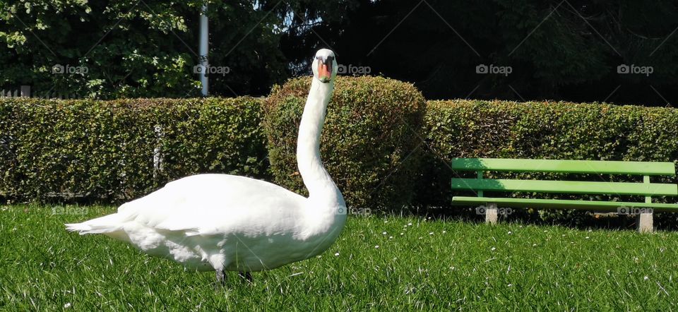 Schwan am Badeplatz