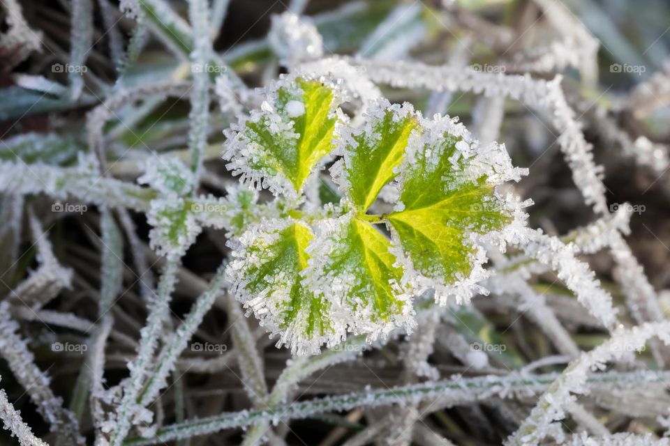 Closeup of frozen leaves covered with beautiful white frost outdoors on a cold winter day 