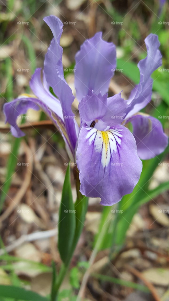 iris