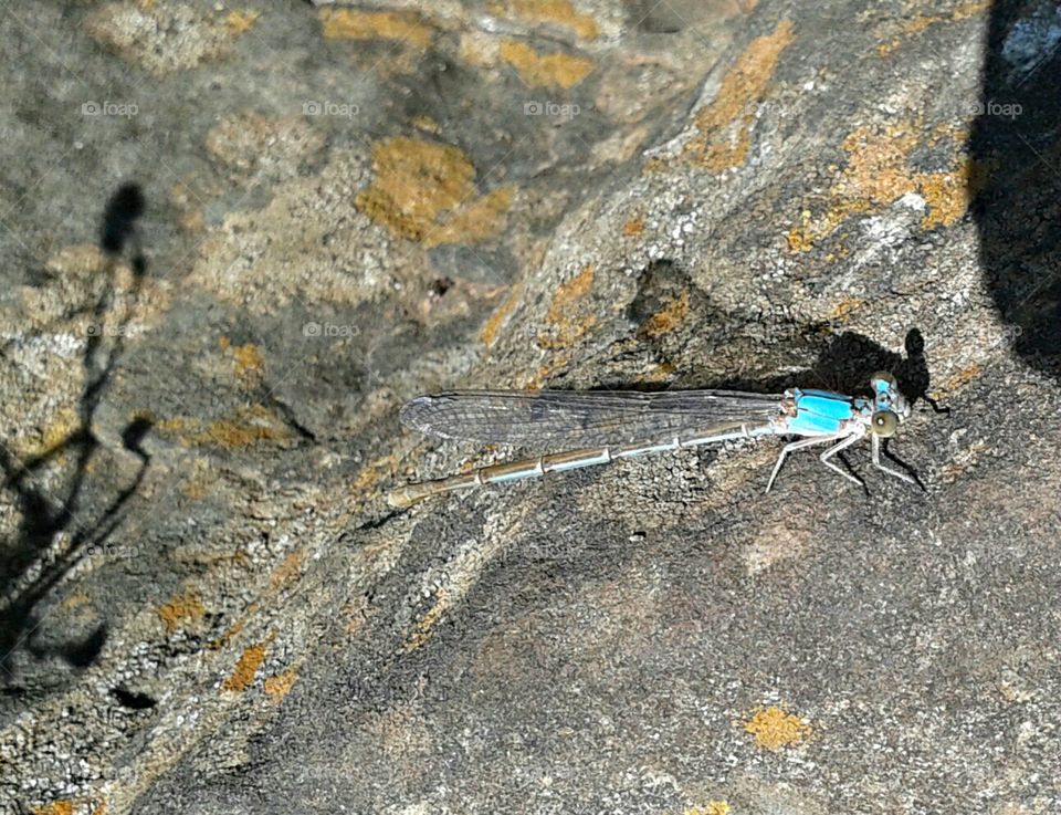 tiny little dragonfly sitting on a big grey rock