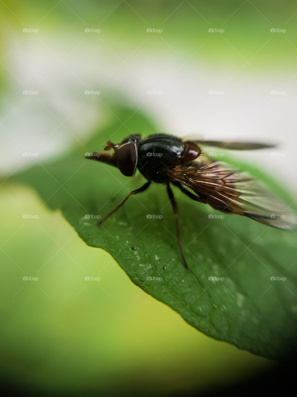 Close up fly