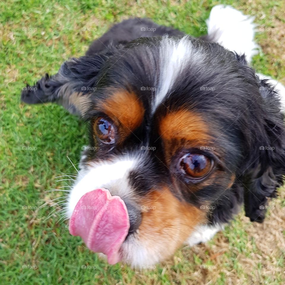 Adorable King Charles Cavalier dog