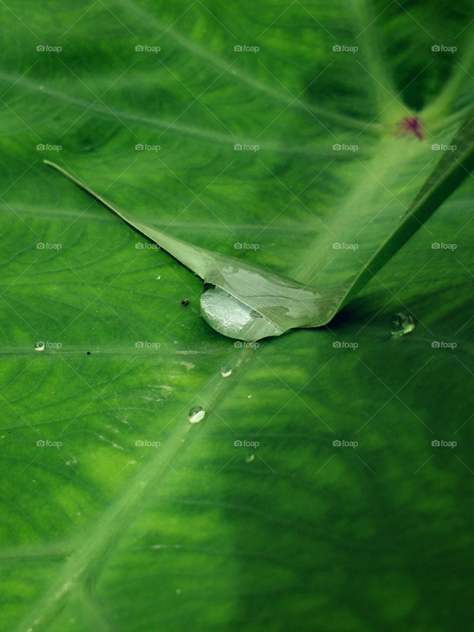 water drop