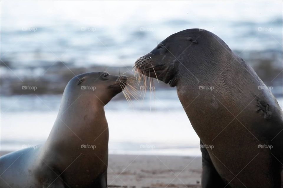 Sealion love