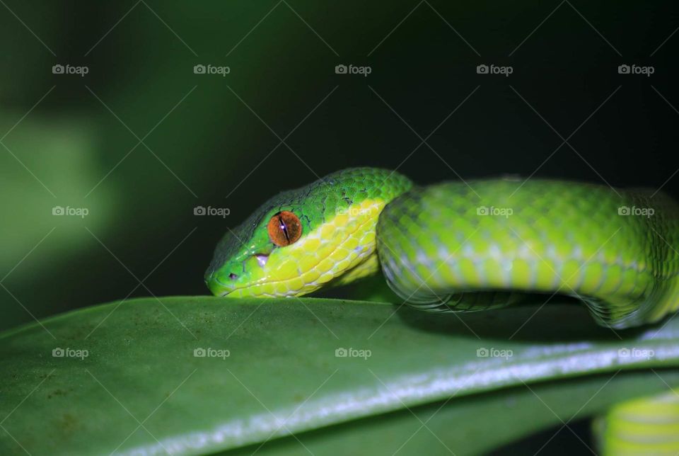 Lesser sunda pit viper. Good camufladge for lazy act at the leaf of green . Red eyes look so contrastly than the body's color of green with yellow .