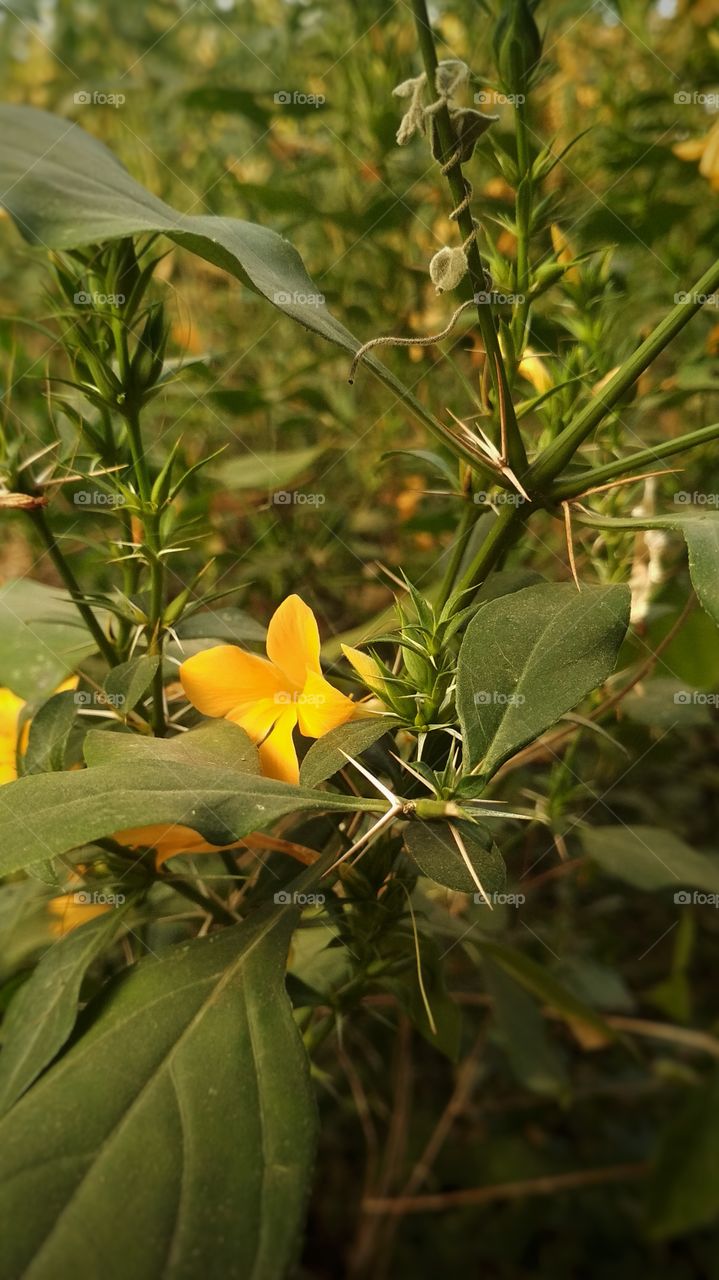 Flower with thorn's!!