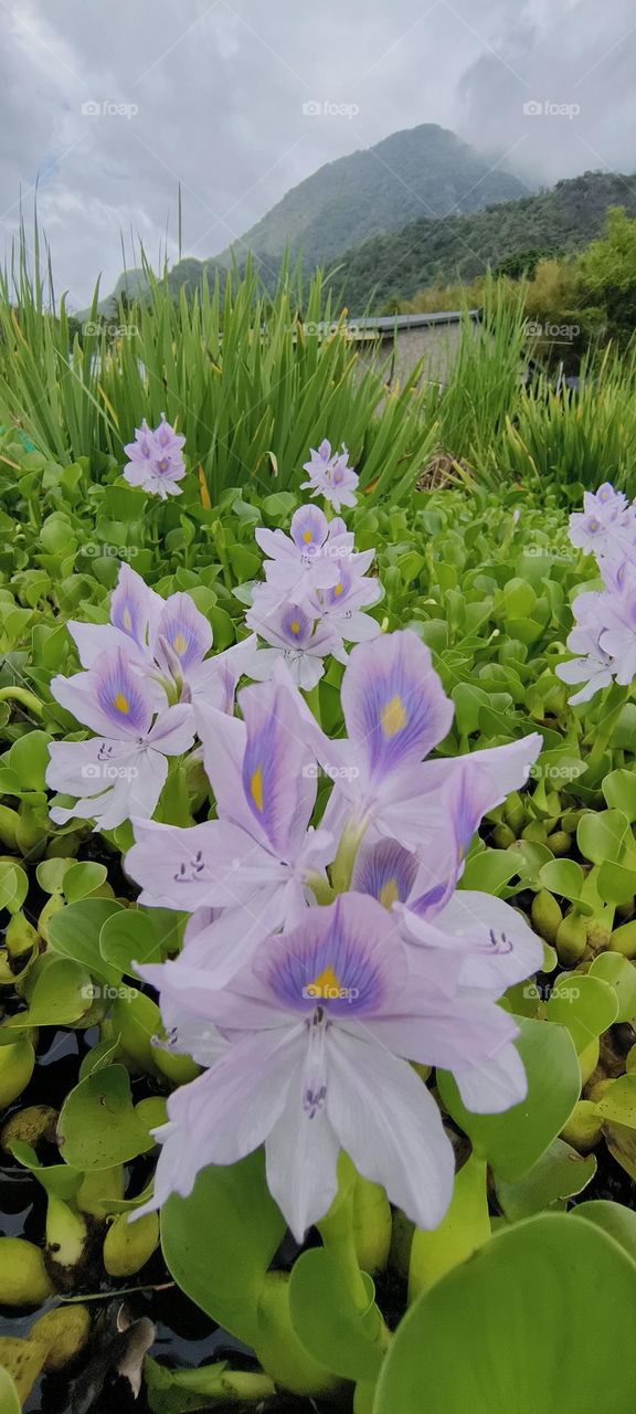 Water Hyacinth, Eichhornia crassipes, in the garden