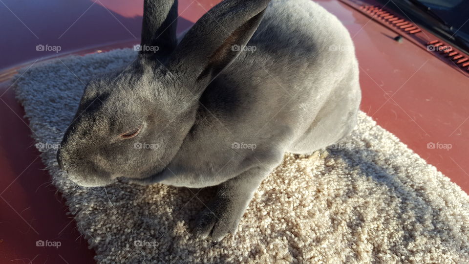 bunny on car