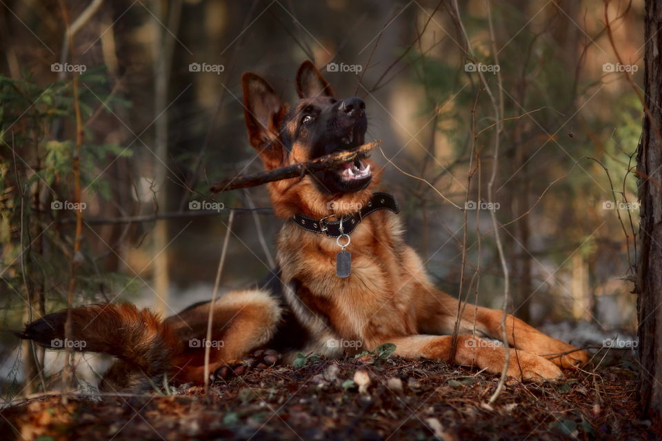 German shepherd puppy outdoor portrait 