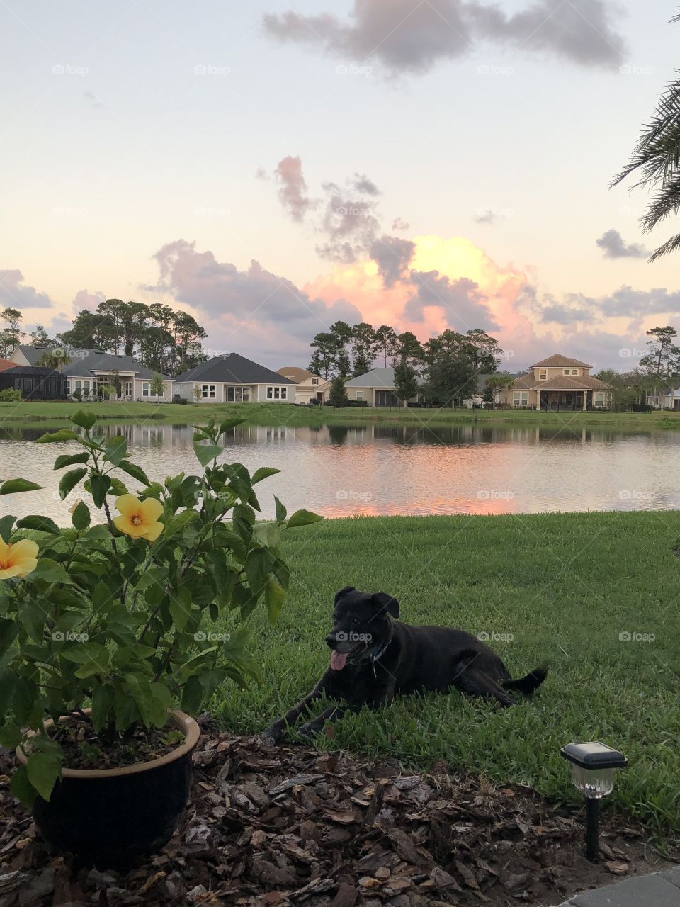 Awesome dog, sunset, water, Florida views