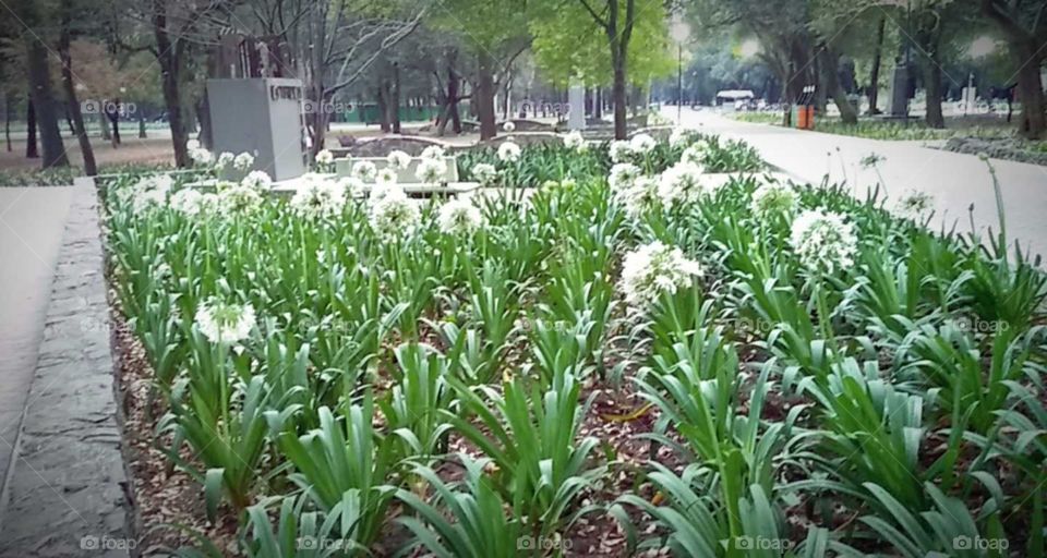 las flores de nuestra naturaleza.