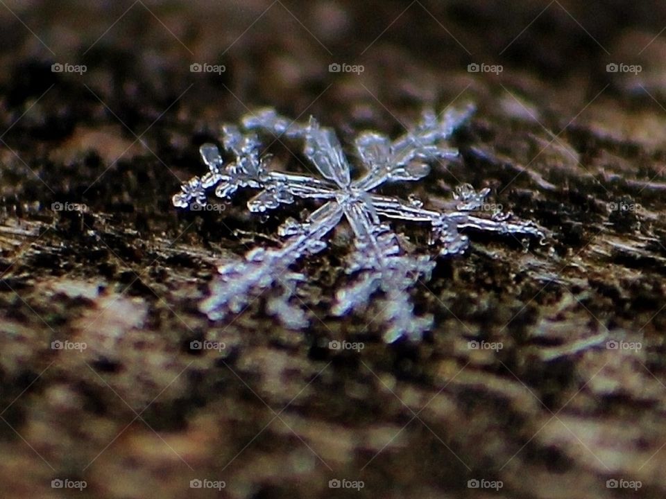winter wonders