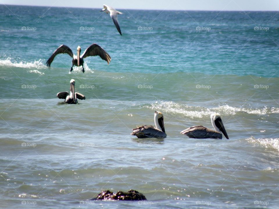Pelicans at sea