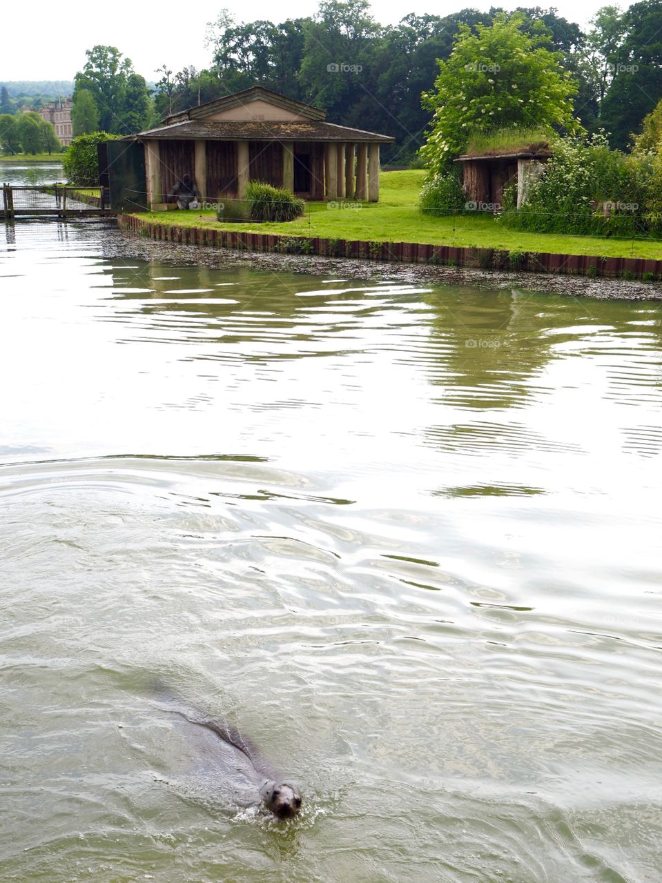 Seal swimming in front of gorilla island 