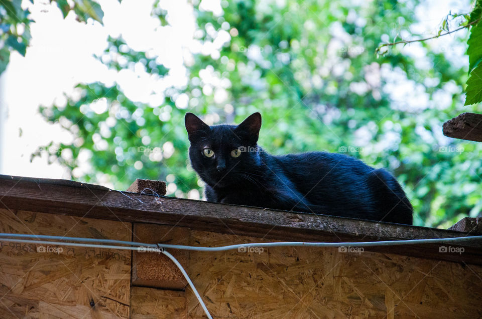 Black cat on a fence