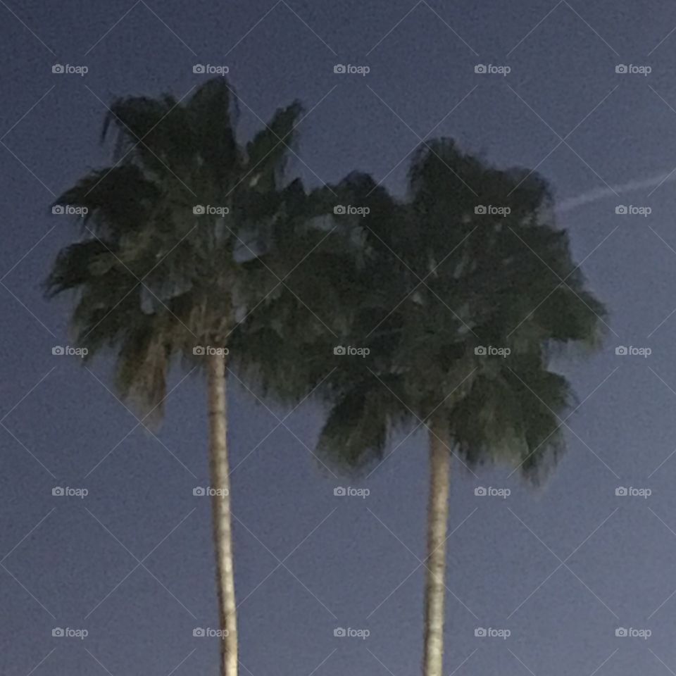 A pair of palm trees in the evening time. It is quite a relaxing sight. One would feel like vacationing in a tropical paradise, away from the stressful city.