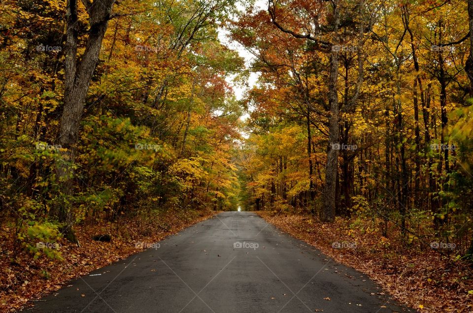 Road along with trees