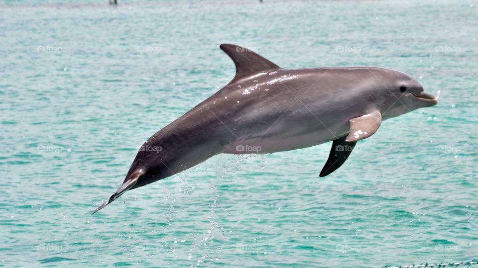 Dolphin jumping in the sea