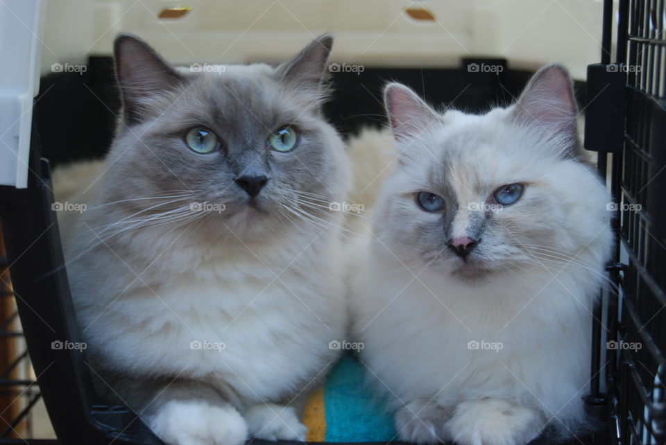 Two ragdoll cats