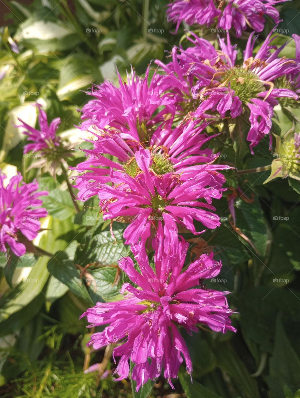 Purple Flowers Closeup