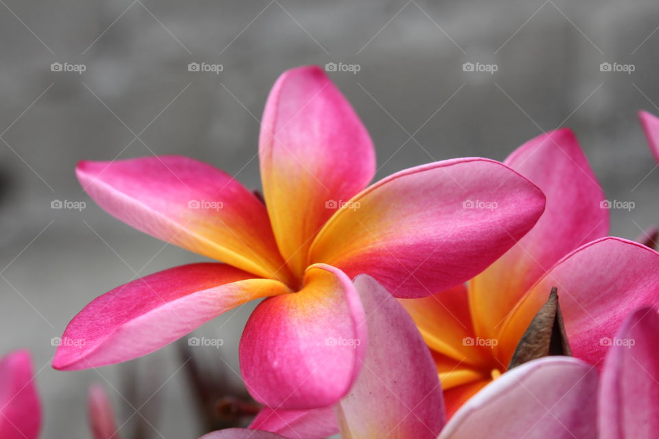 single pink and yellow flower