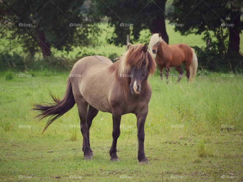 Horses on pasture