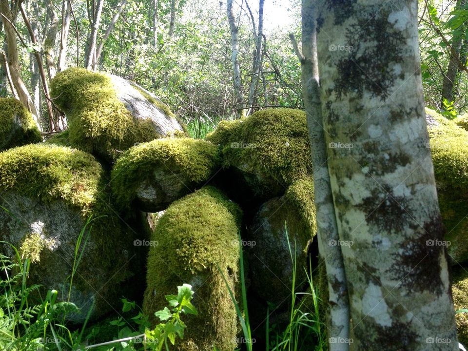 Moss growing on rock